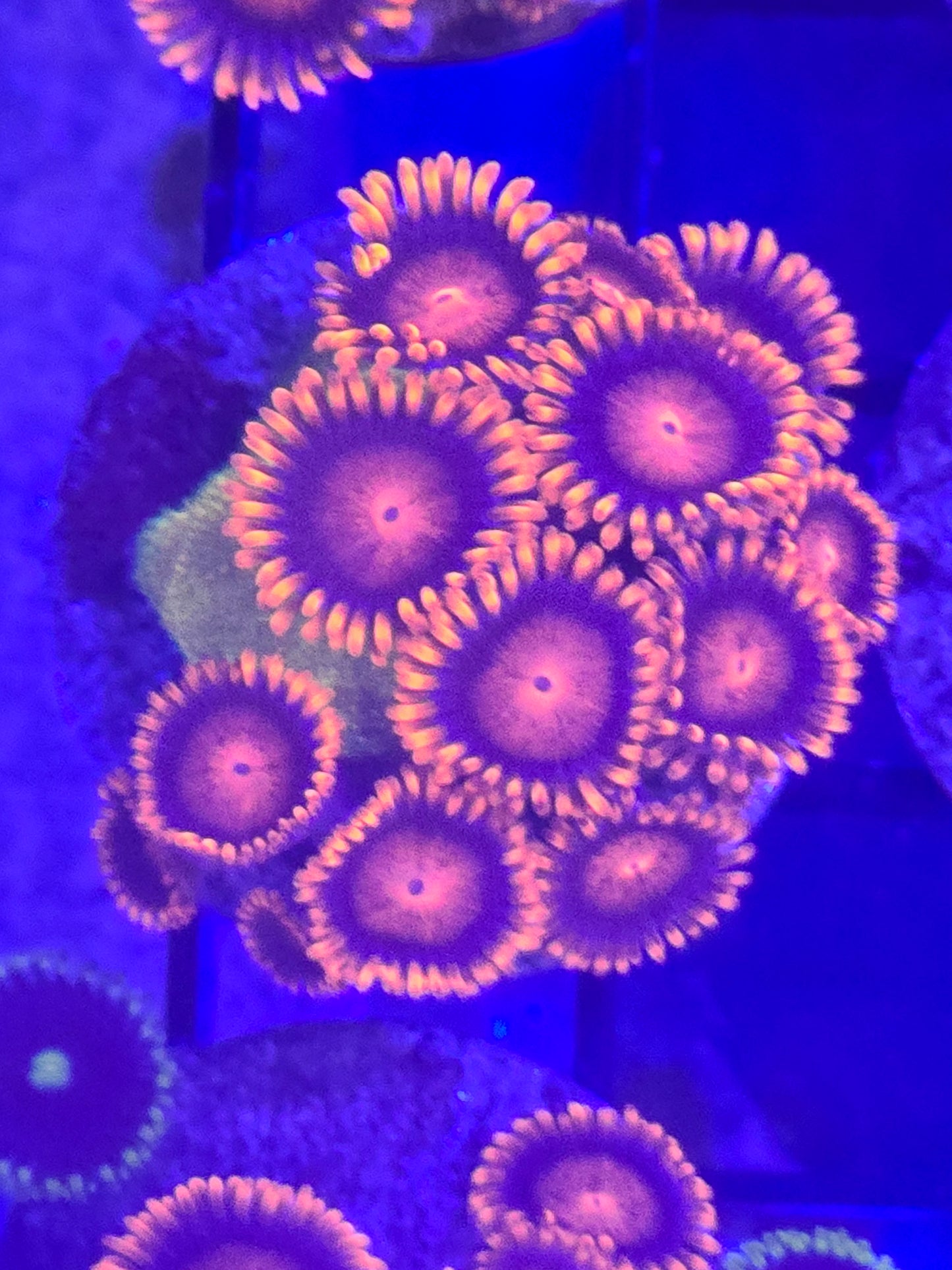 BAM Bam Zoanthids wysiwyg