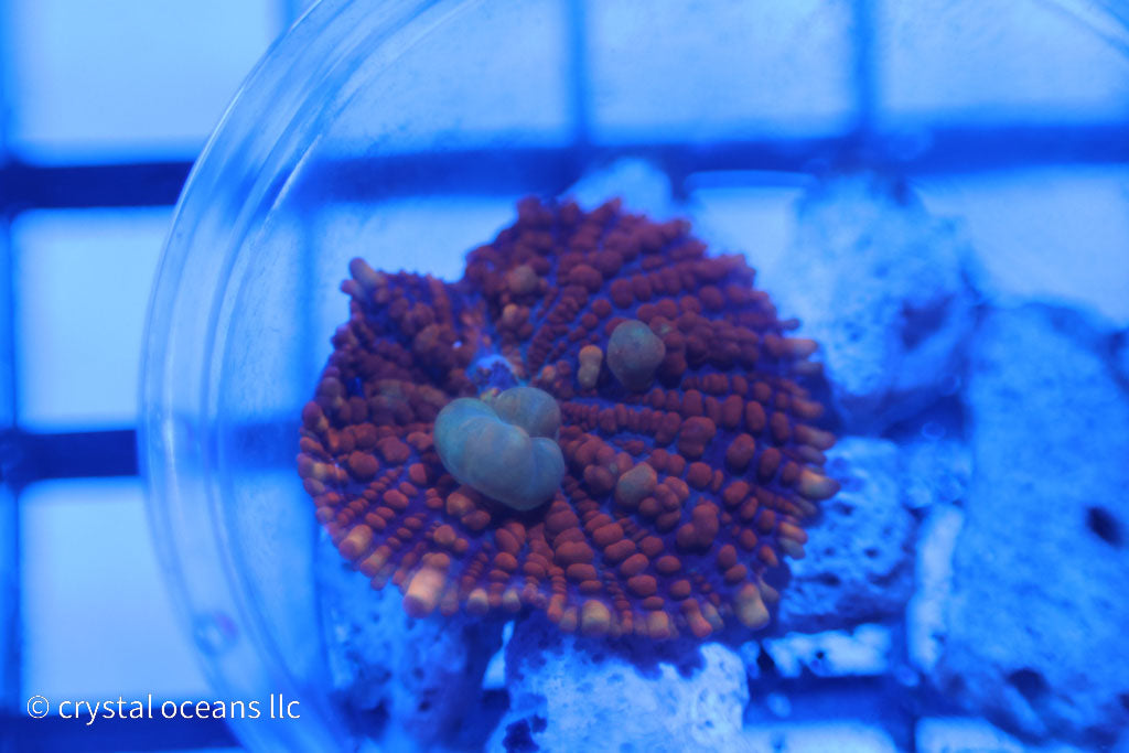 RED BOUNCE MUSHROOM WYSIWYG