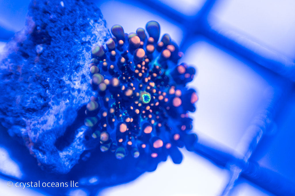 king kong mushroom wysiwyg