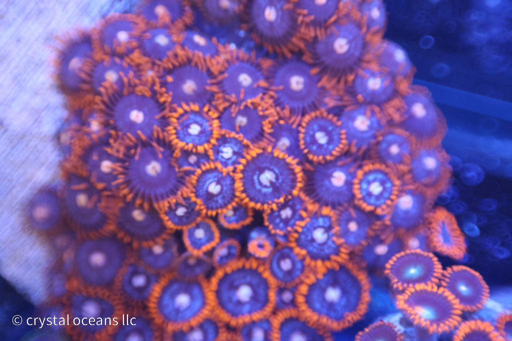 fire and ice zoanthid colony