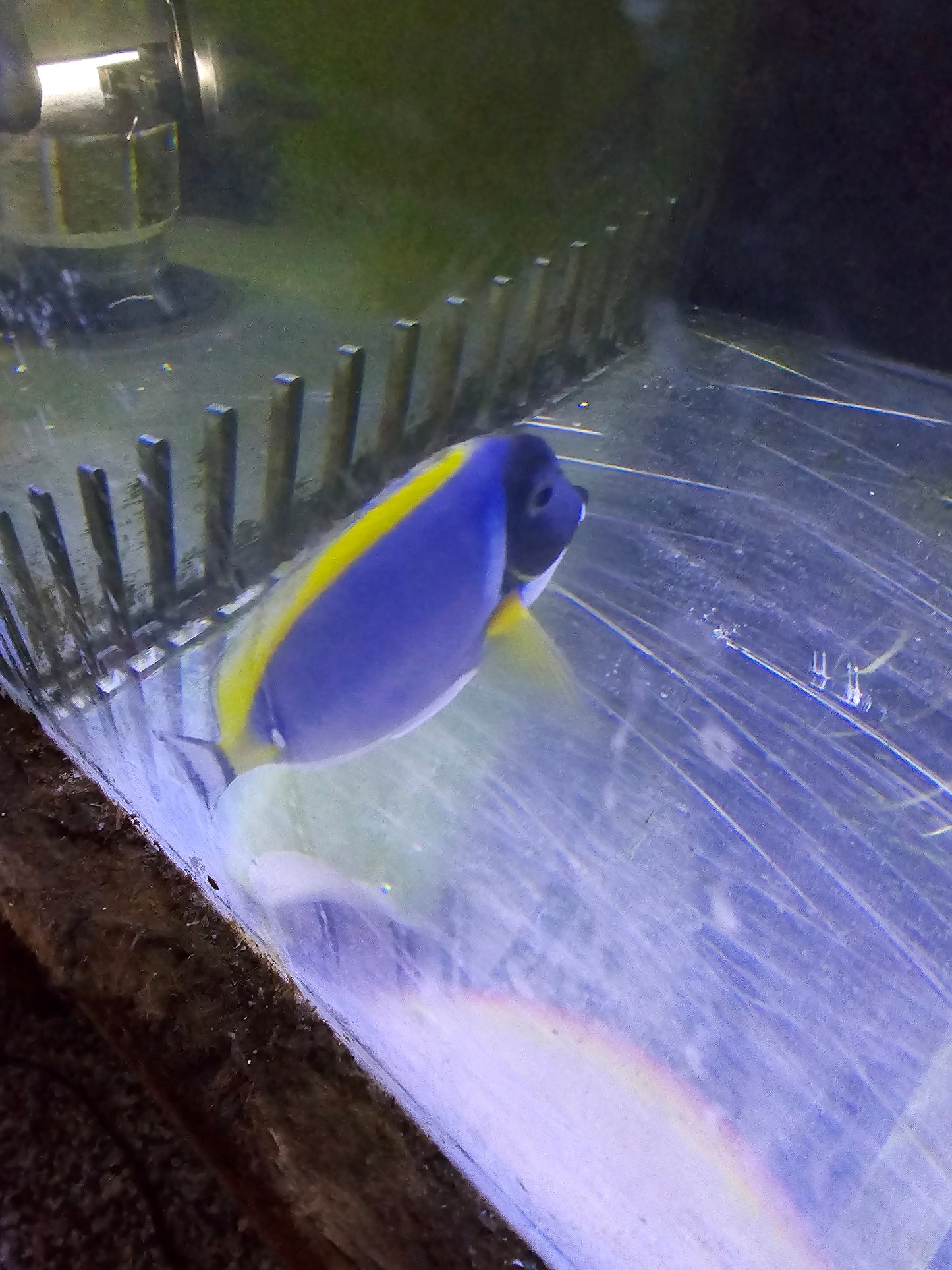 Powder blue tang